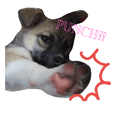 [LINEスタンプ] 雑種犬こまち