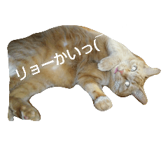 [LINEスタンプ] 実用的 しのみん