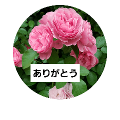 [LINEスタンプ] 素敵な薔薇達/バラの楽しみ パート2