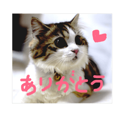 [LINEスタンプ] ニコルの日々