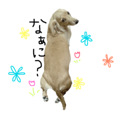 [LINEスタンプ] ダックス好きの日常