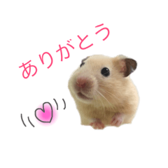 [LINEスタンプ] ハムスターのくぅちゃんとお友達