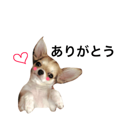 [LINEスタンプ] チワワの小次郎くん2