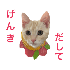 [LINEスタンプ] ねこスタンプ(アメショのマルニ)