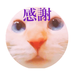 [LINEスタンプ] 笹かま猫のランカちゃん