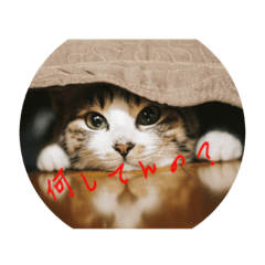 [LINEスタンプ] 猫の返事