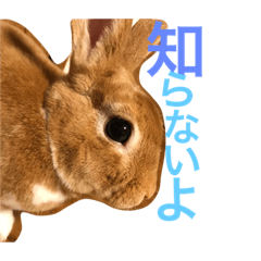 [LINEスタンプ] うさぎのちゅん太1