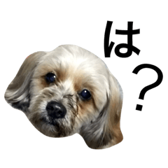 [LINEスタンプ] ミックス犬のココア