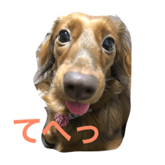 [LINEスタンプ] ドッグシスター