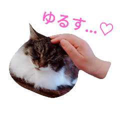 [LINEスタンプ] 癒し♡ねこ ＞ω＜