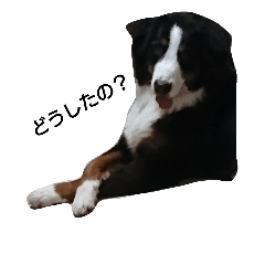 [LINEスタンプ] 大好き バーニーズ