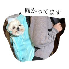 [LINEスタンプ] 忠犬みるく2(さらに使える)