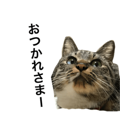 [LINEスタンプ] 家猫すーもPart3