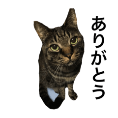 [LINEスタンプ] グリちゃ