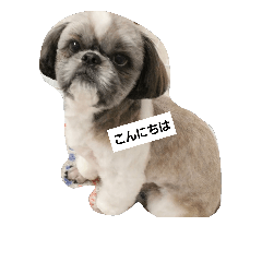 [LINEスタンプ] 可愛い愛犬です