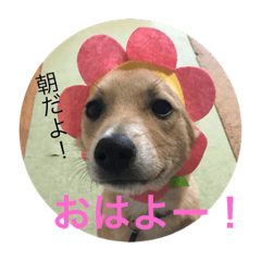 [LINEスタンプ] 雑種犬 つむぎ＆メイ