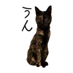 [LINEスタンプ] サビ猫みたのスタンプ2