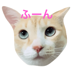 [LINEスタンプ] 保護猫ぷー