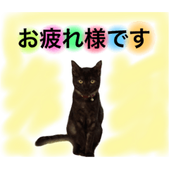 [LINEスタンプ] こじろーさんのお友達くぅちゃん