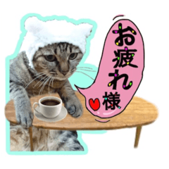 [LINEスタンプ] 仲谷家のぷり子猫達