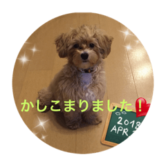 [LINEスタンプ] マルプーの1日