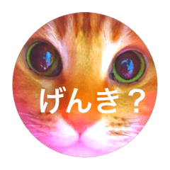 [LINEスタンプ] おネコさんず2