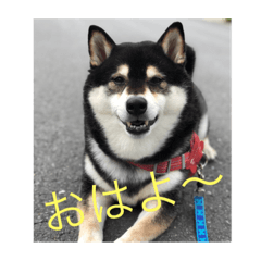 [LINEスタンプ] 柴犬 ヤマト