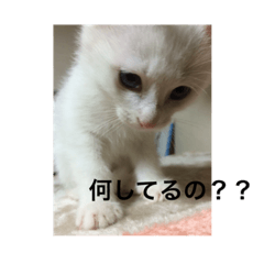 [LINEスタンプ] 猫のパンの日常