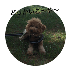 [LINEスタンプ] うちの犬の感じ