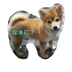 [LINEスタンプ] 柴犬りく