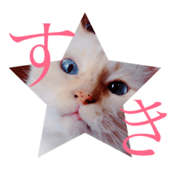 [LINEスタンプ] 猫のぴこ