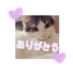 [LINEスタンプ] もふもふ猫ちゃん