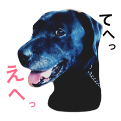 [LINEスタンプ] 黒ラブアクアの日常