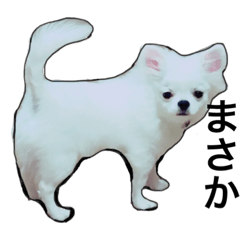 [LINEスタンプ] チワワばむ(シュールな日常会話2)