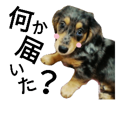 [LINEスタンプ] ケーマースタンプ