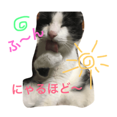 [LINEスタンプ] ハチワレこもたん