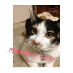 [LINEスタンプ] 私用猫スタンプ