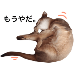 [LINEスタンプ] アビシニアン ブルー【なな】