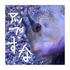 [LINEスタンプ] 魚の本心聞いてあげて