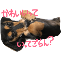 [LINEスタンプ] 癒し顔ダックスくん