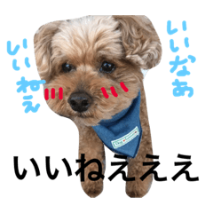 [LINEスタンプ] ぷうプードル