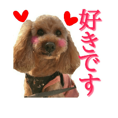 [LINEスタンプ] 保護犬卒業生はちこちゃんの敬語スタンプの画像（メイン）