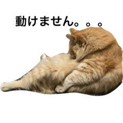 [LINEスタンプ] ちゃる族すたんぷ2