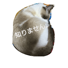 [LINEスタンプ] やる気のない猫 ニコ