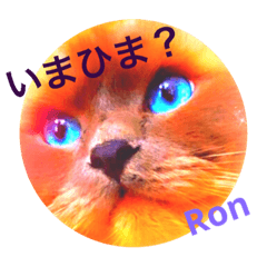 [LINEスタンプ] おネコさんず3