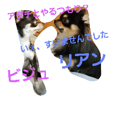 [LINEスタンプ] 愛犬チワワの可愛い日常スタンプ2