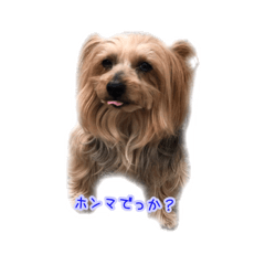 [LINEスタンプ] 関西弁のヨーキー