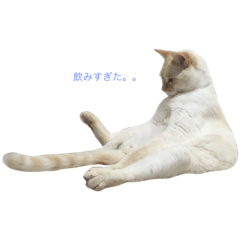 [LINEスタンプ] ショーン(猫)