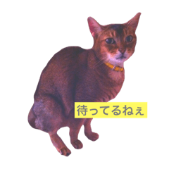 [LINEスタンプ] 動物達〜！！？