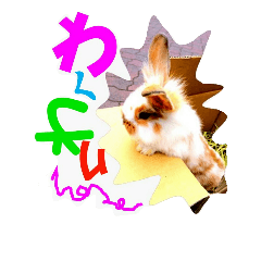 [LINEスタンプ] うさぎルル